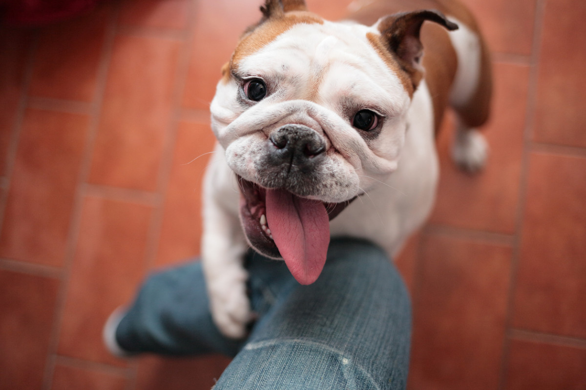 The 15 clingiest dog breeds, according to a Vet – The Coronado News
