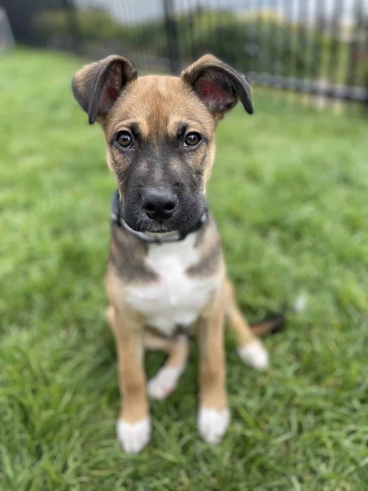 Pet of the week: Meet Riggs – The Coronado News