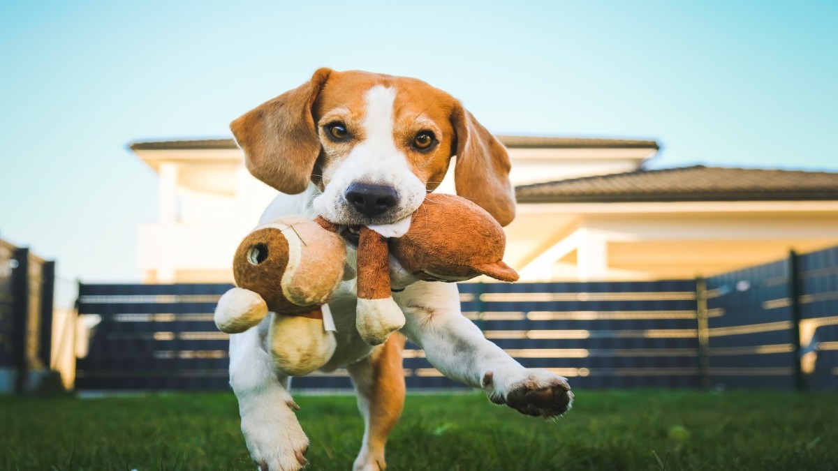 Rescued Beagle's joyful dance after getting his first toys – The ...