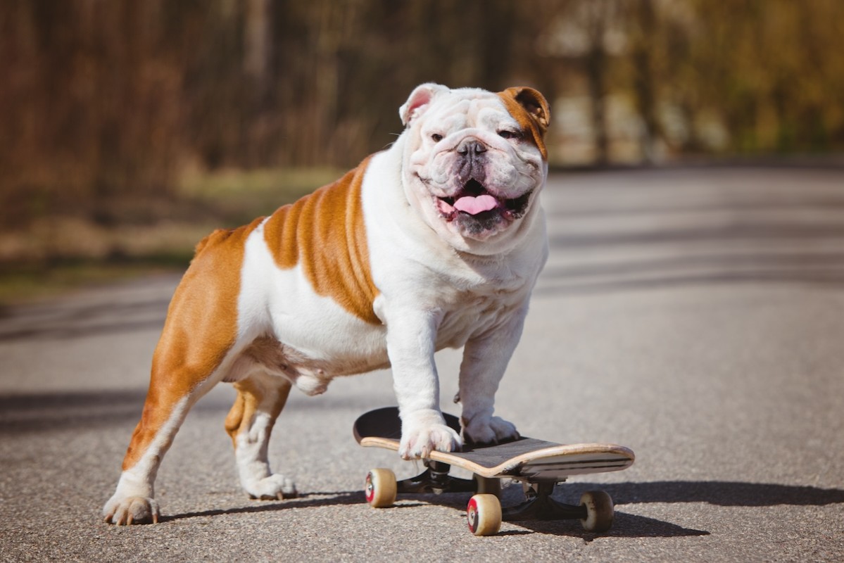 Bulldog Riding Famous skateboarding Bulldog is mesmerized by Olympics – The Coronado News
